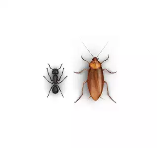 Crawling Control Program