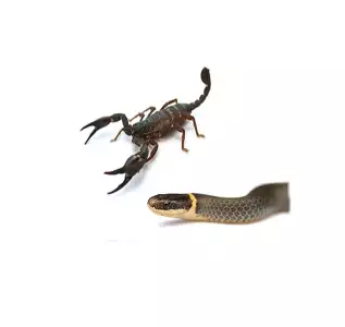 Reptiles Control Program