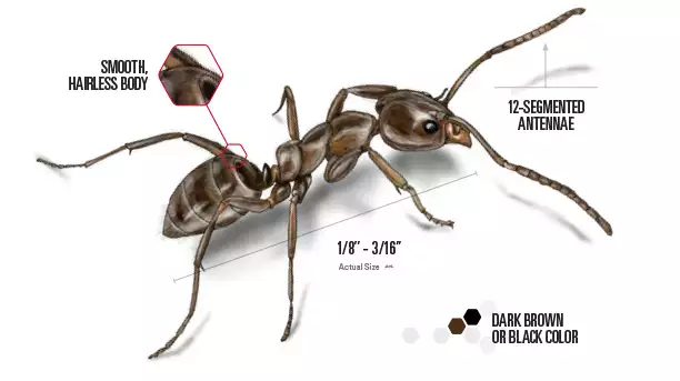 Argentine Ants