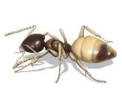 Ghost Ants