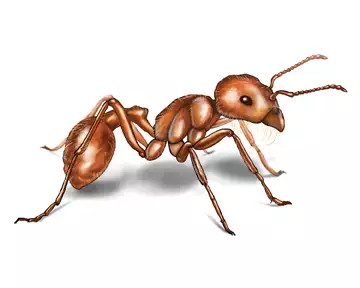 Harvester Ants