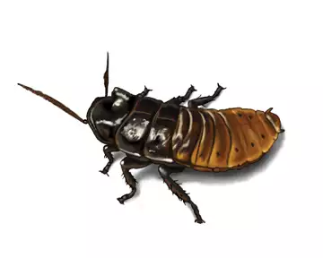 Madagascar Hissing Cockroach