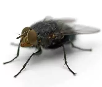 House Flies