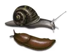 Snail and Slug
